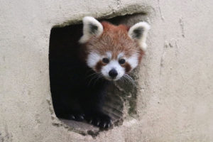 red-panda-cub