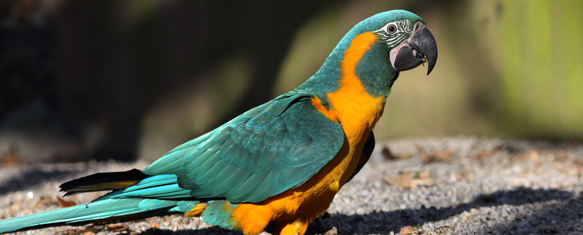 Cornish bred macaws travel to Bolivia Paradise Park