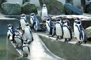 Humboldt's Penguins
