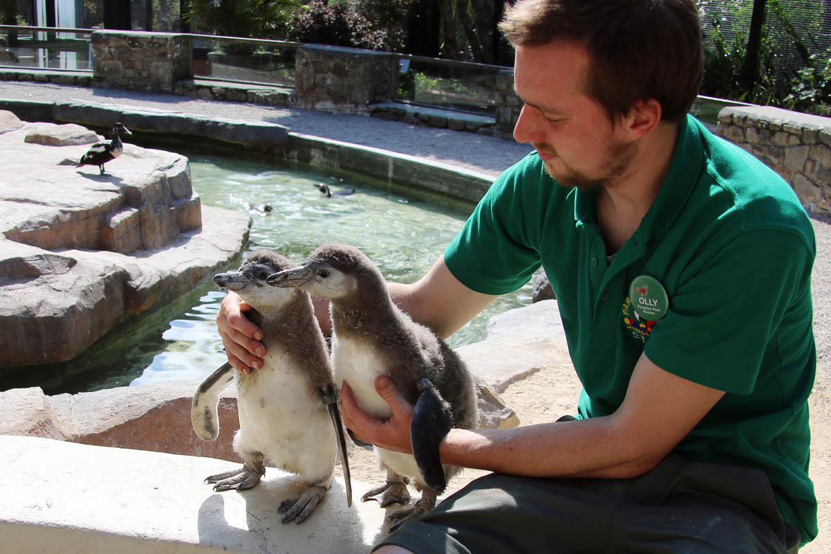 Penguin Chicks and keeper at Paradise Park Hayle Cornwall Paradise Park