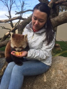 The Red Panda Experience - Paradise Park