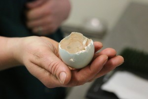 Egg shell of Great Blue Touraco Chick