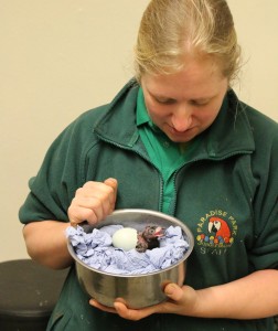 Keeper Becky Waite with Great Blue Touraco Chick