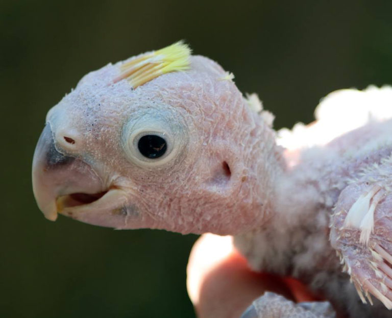 Breeding success for rare cockatoos Paradise Park