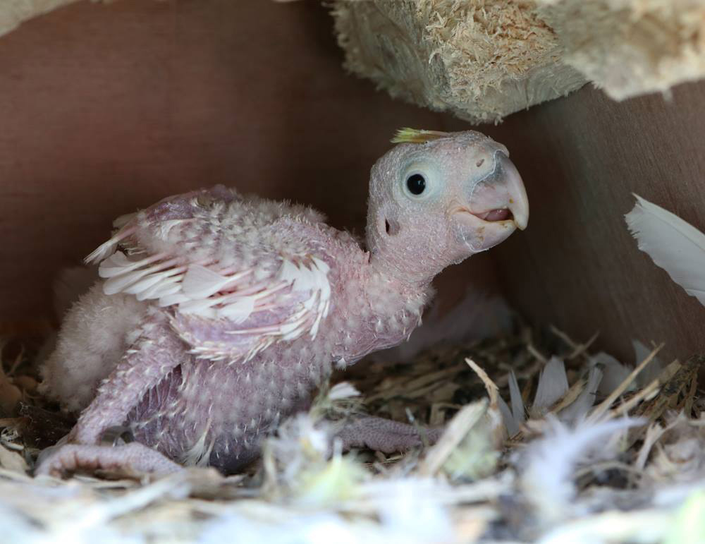 Breeding success for rare cockatoos Paradise Park