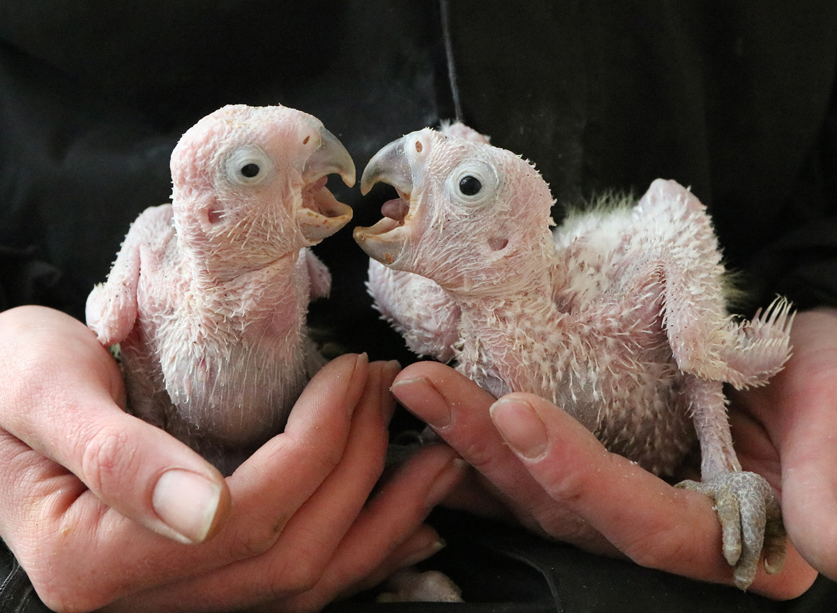 Great Breeding Success For Critically Endangered Citron crested 