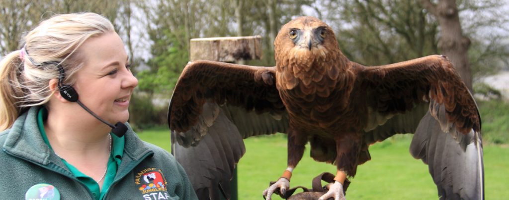 Angelo the BAteleur Eagle during flying show at Paradise Park in Cornwall