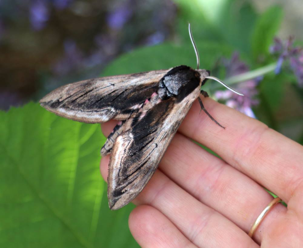 Privet Moth at Paradise Park