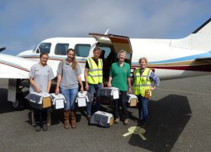 Six Choughs from Paradise Park head off to Jersey with Lee Durrell