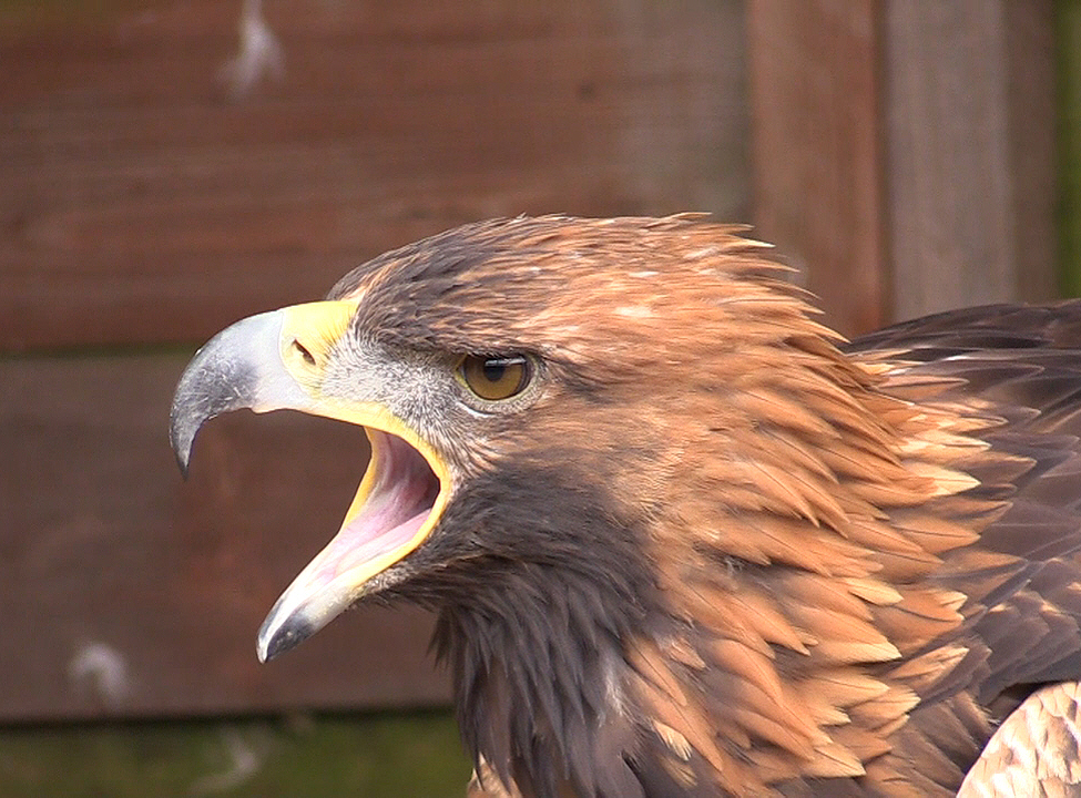Talis the Golden Eagle