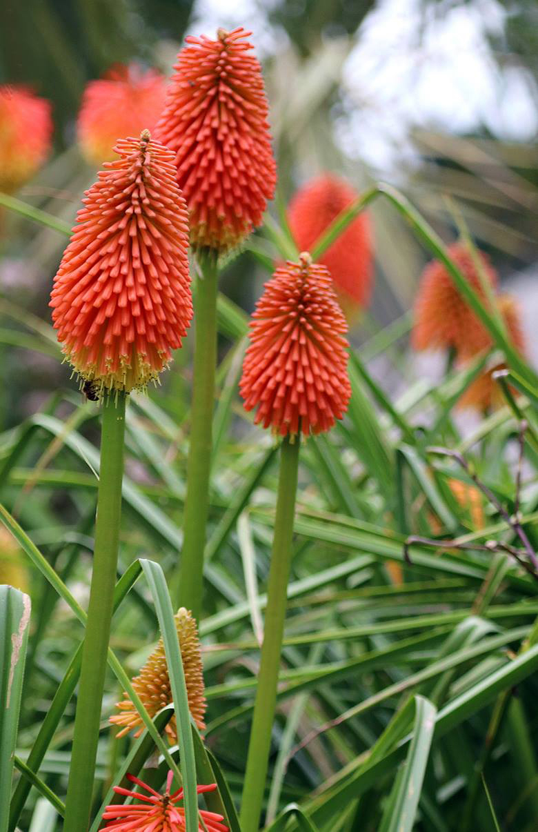 Red Hot Pokers in the walled garden at Paradise Park Cornwall Paradise Park