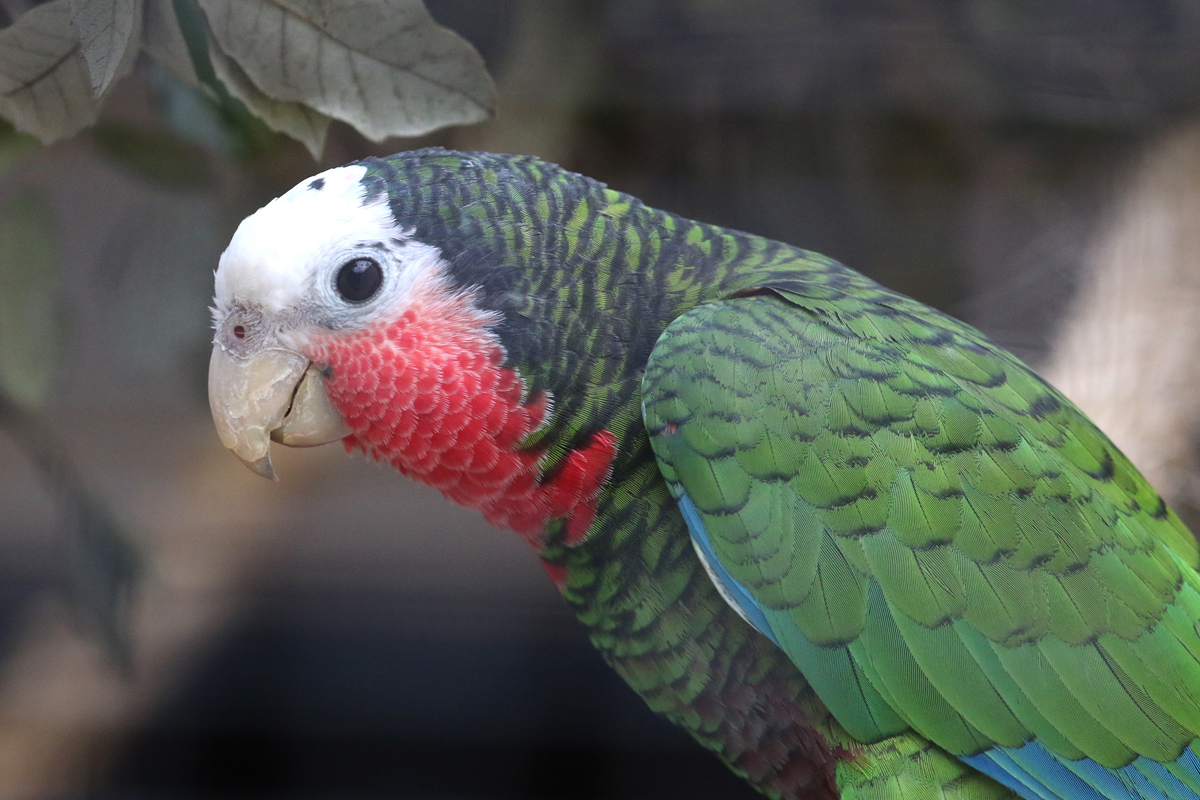 Cuban Amazon at Paradise Park, Hayle Cornwall Paradise Park