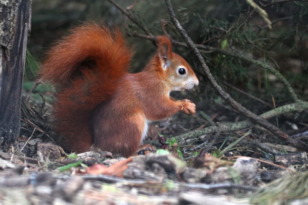 Red Squirrel On the ground