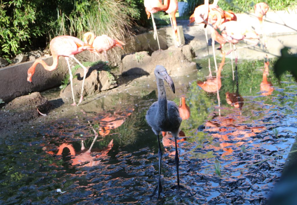 Day 65 Adult Flamingos behind Derek Paradise Park Cornwall
