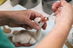 Syringe feed the little Flamingo chick