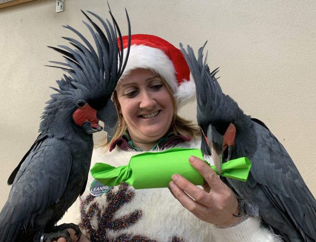 Leanne and Palm Cockatoos with Enrichment
