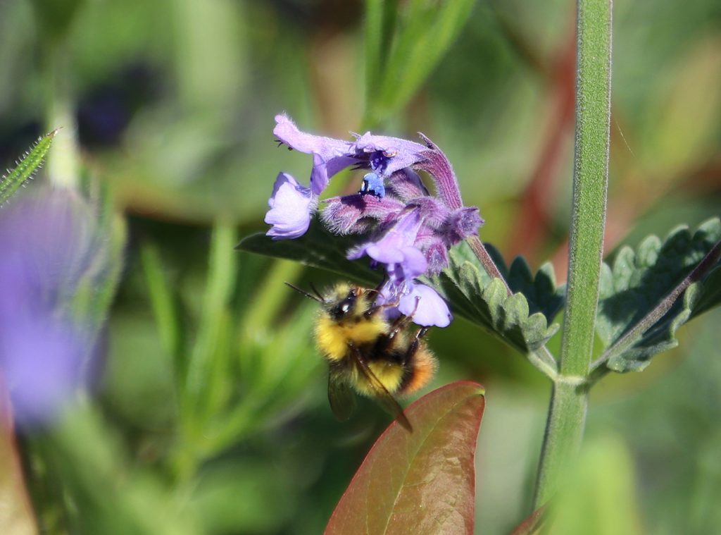Bumble bee on cat mint