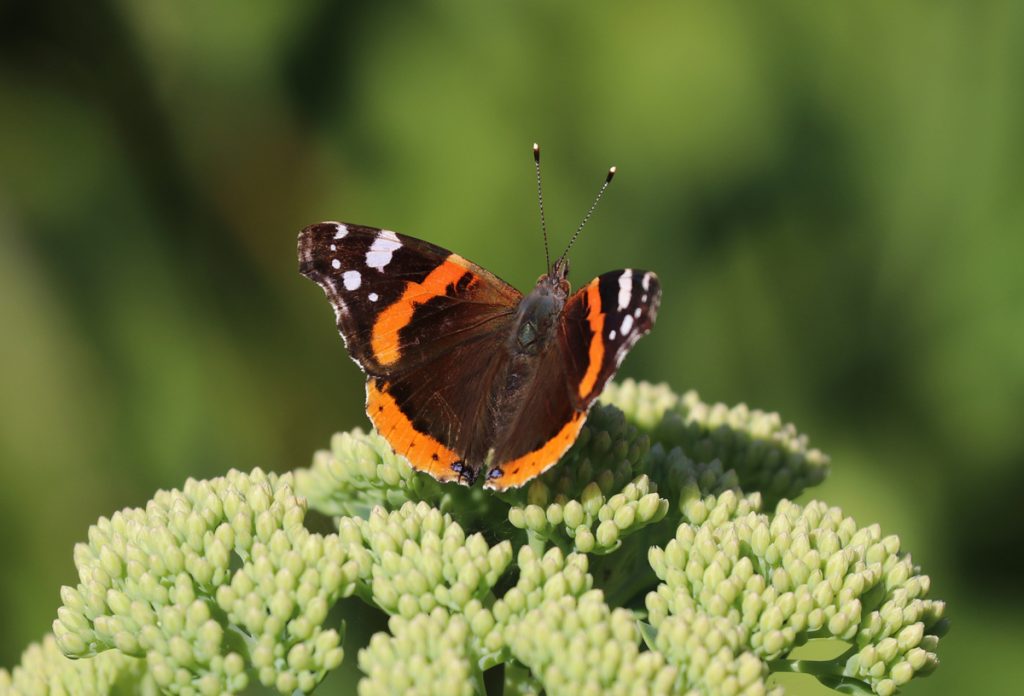 Red Admiral July 2020