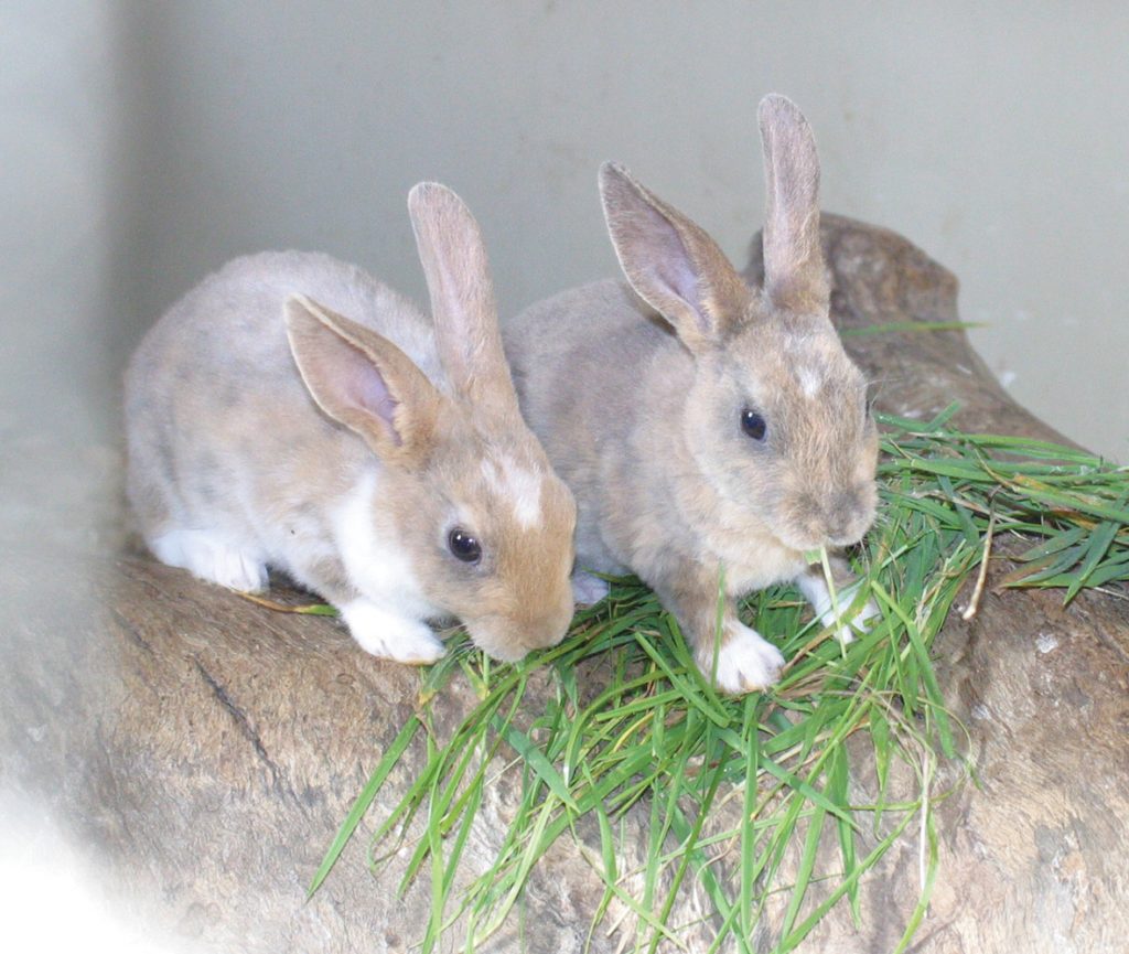 Two baby rabbits