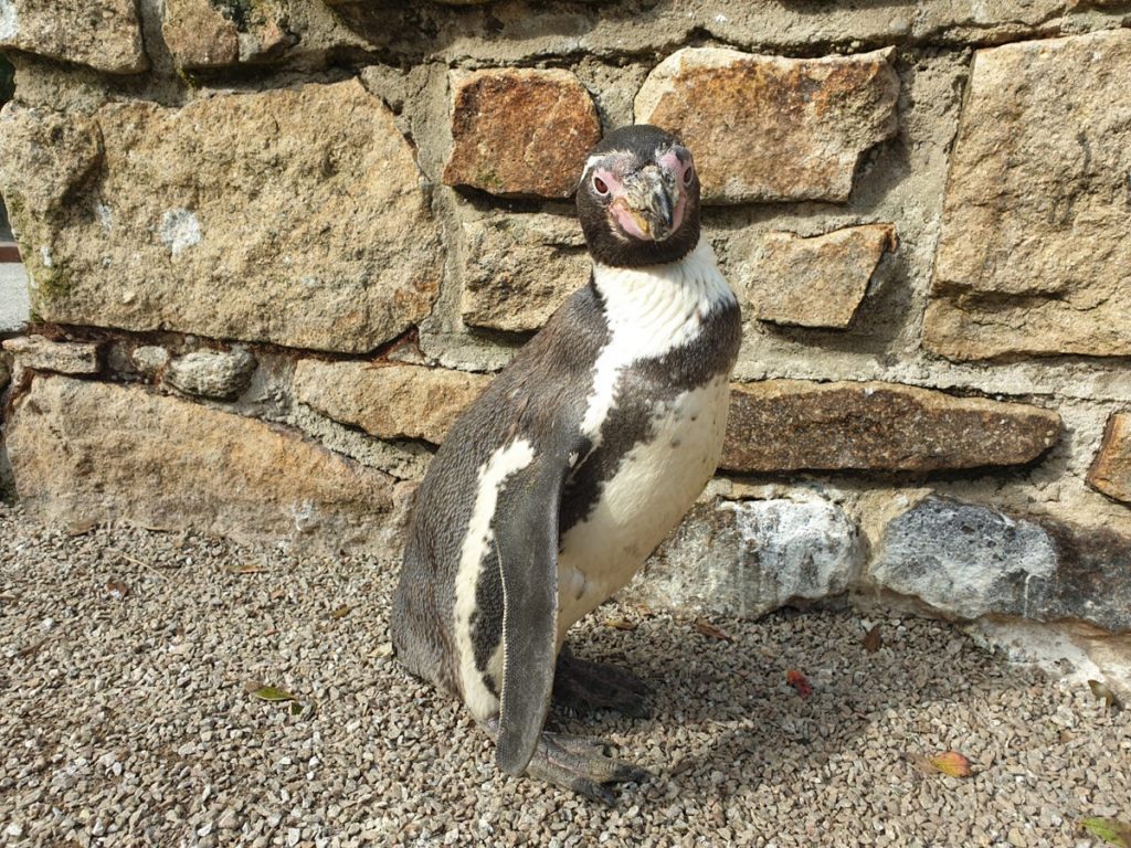 Spneb the Humboldt's penguin Paradise Park