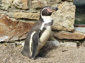 Spneb the Humboldt's penguin Paradise Park 2