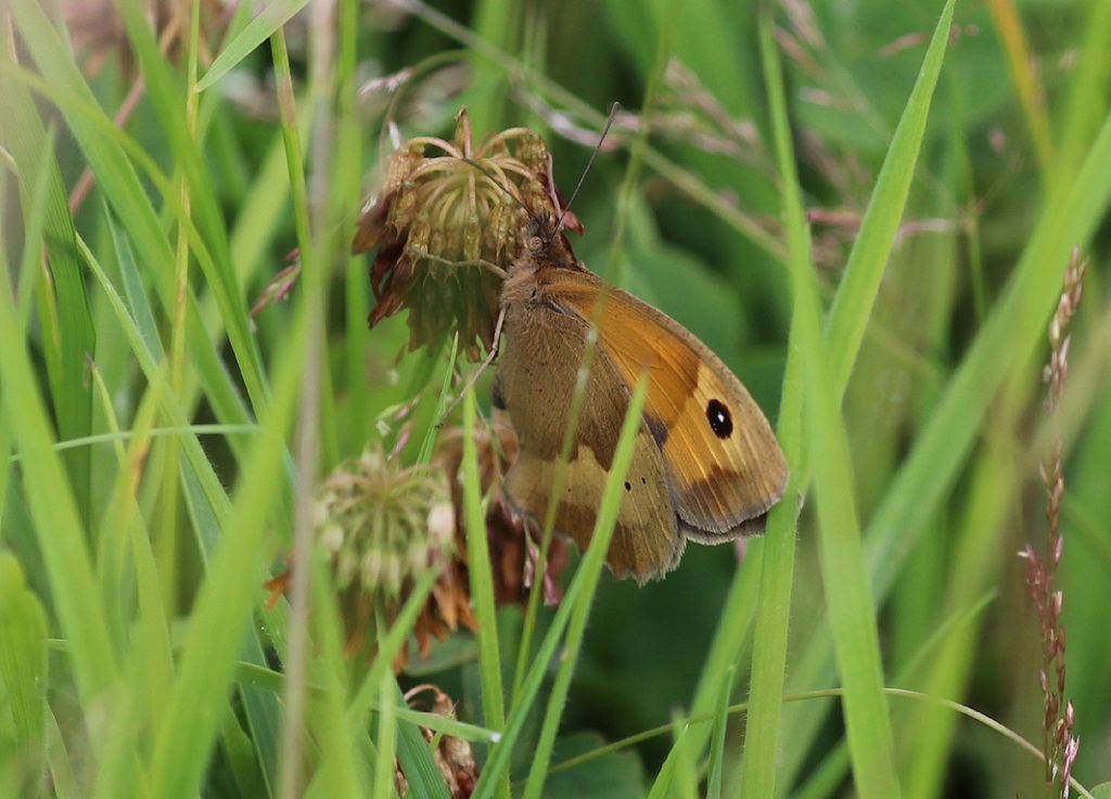 Meadow Brown Butterfly July 2021