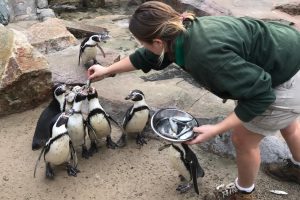 Penguin feeding Paradise Park Cornwall