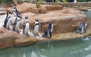 Humboldt's Penguins at Paradise Park