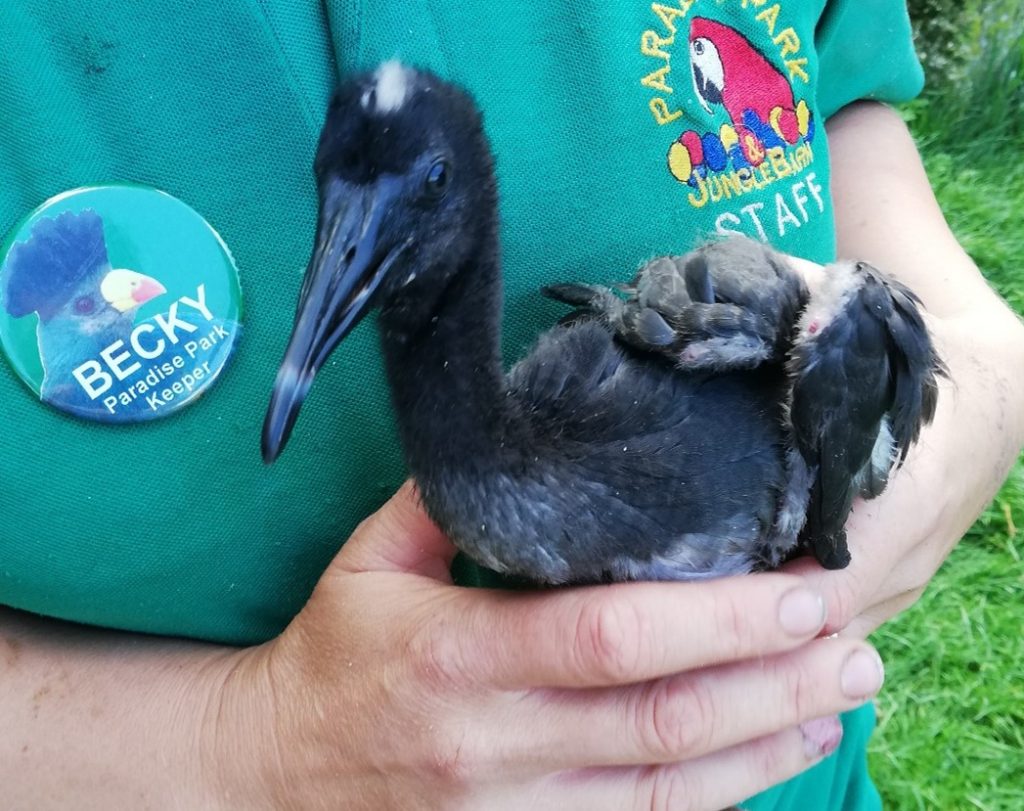 Identification Leg Rings Fitted To Scarlet Ibis Chicks Paradise Park Identification Leg Rings Fitted To Scarlet Ibis Chicks Paradise Park