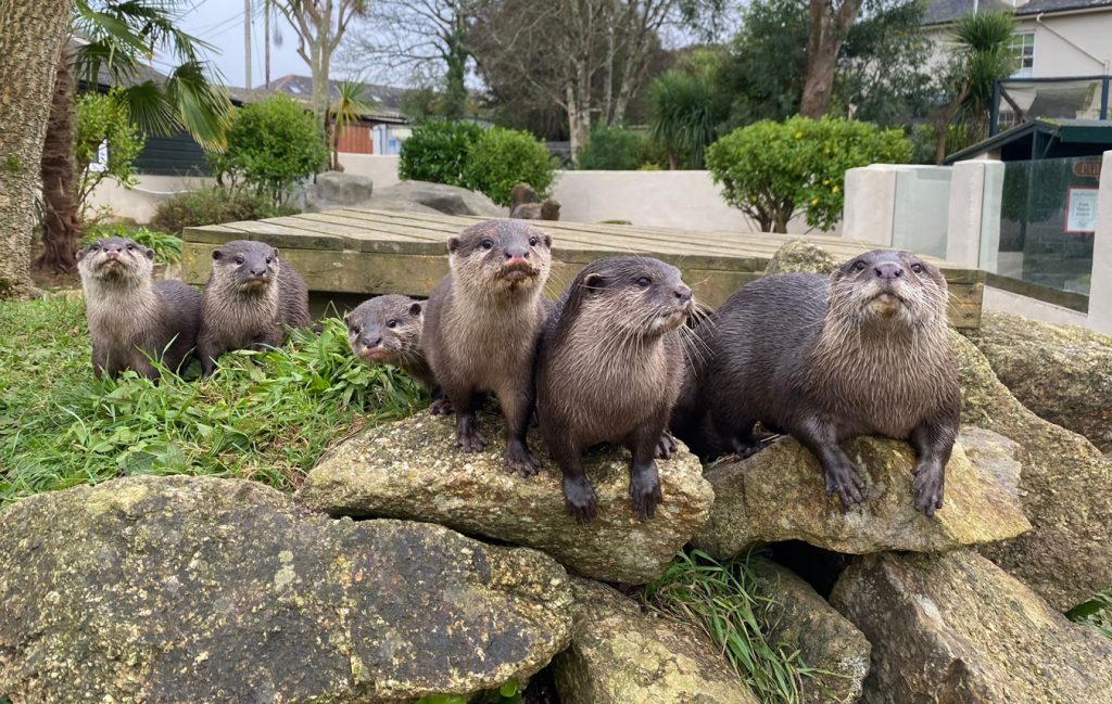 Otters at Paradise Park, Hayle, Cornwall