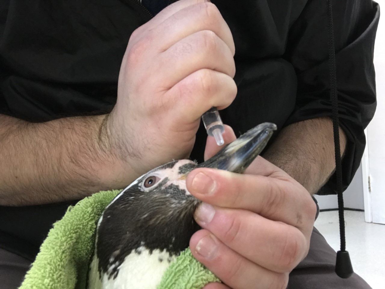 Penguin's xray showed why she was limping, and more... Paradise Park