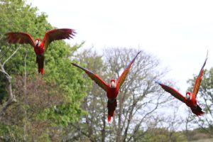 Scarlet Macaw Free Flying at Paradise Park
