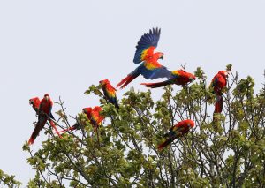 Free Flying Scarlet Macaws at Paradise Park in Cornwall