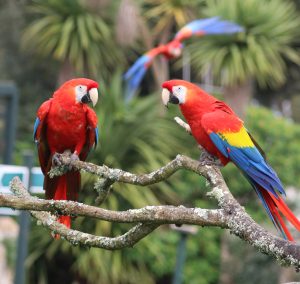 Scarlet Macaws Paradise Park Cornwall