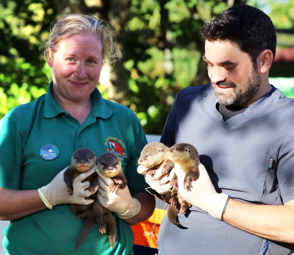 Keeper Becky and Vet Paul Hall with otter pups at Paradise Park Cornwall