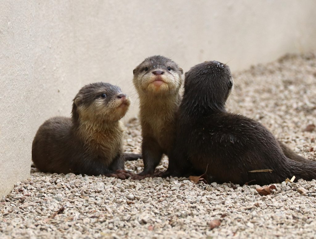 Otter pups at Paradise Park in Hayle Cornwall