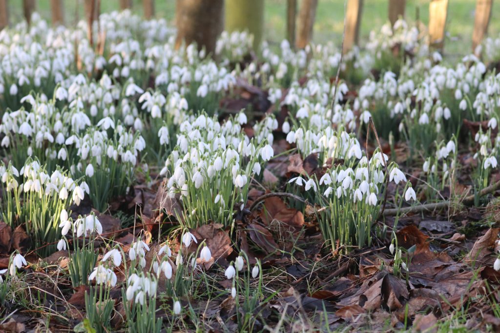 Snowdrops