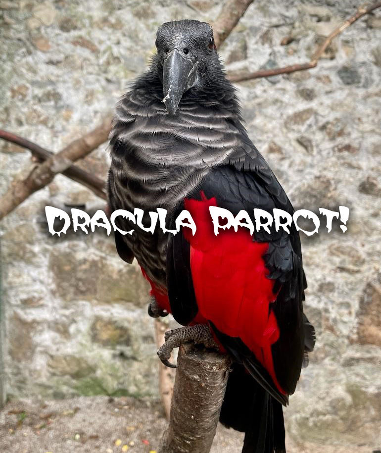 Dracula Parrot Paradise Park in Hayle