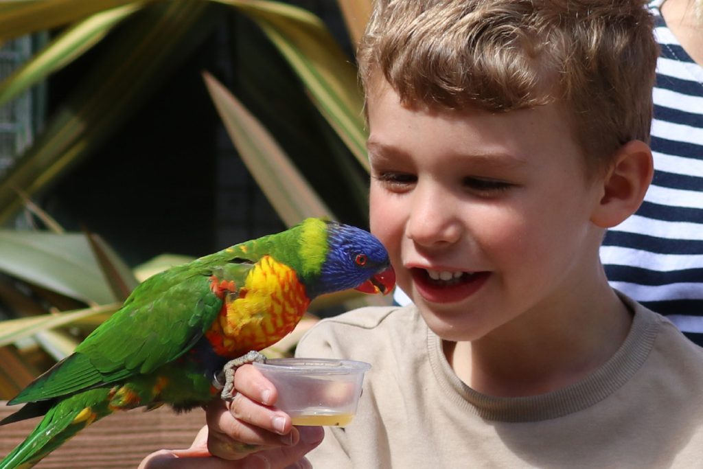 Lorikeet feeding at Paradise Park in Haye Cornwall
