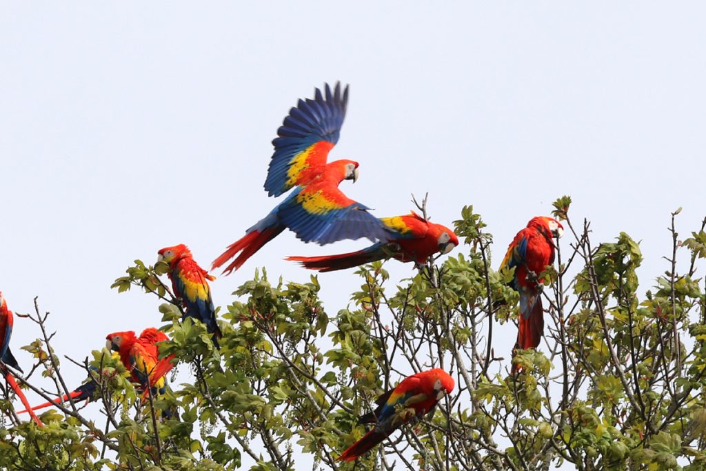 Scarlet Macaws flying