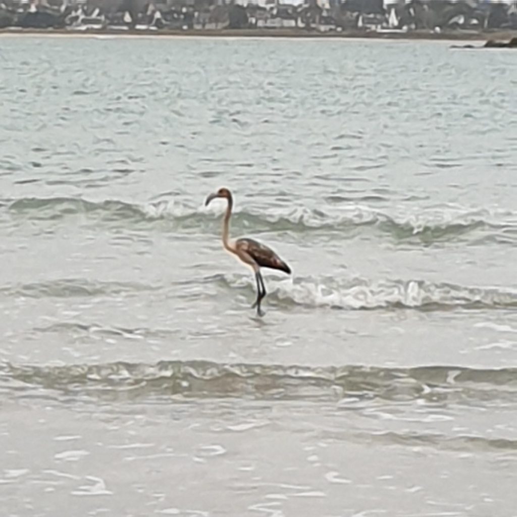 Frankie believed to be in France