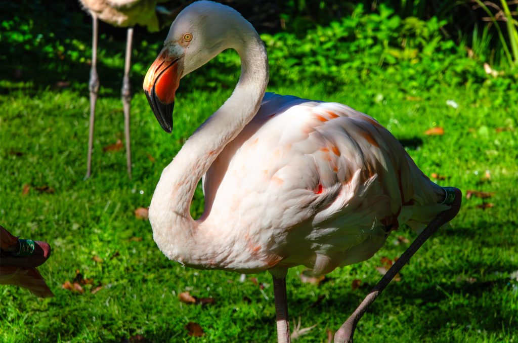 Flamingo Anthony lose of colour