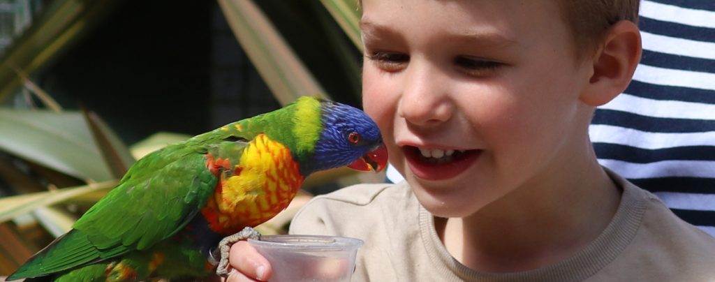 Lorikeet feeding