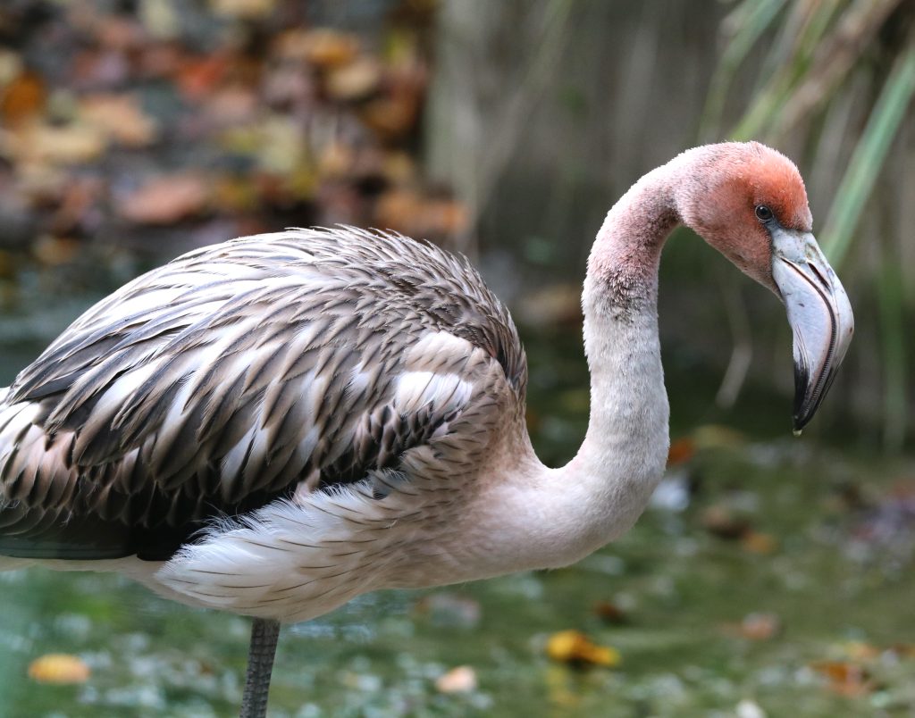 Frankie the flamingo 