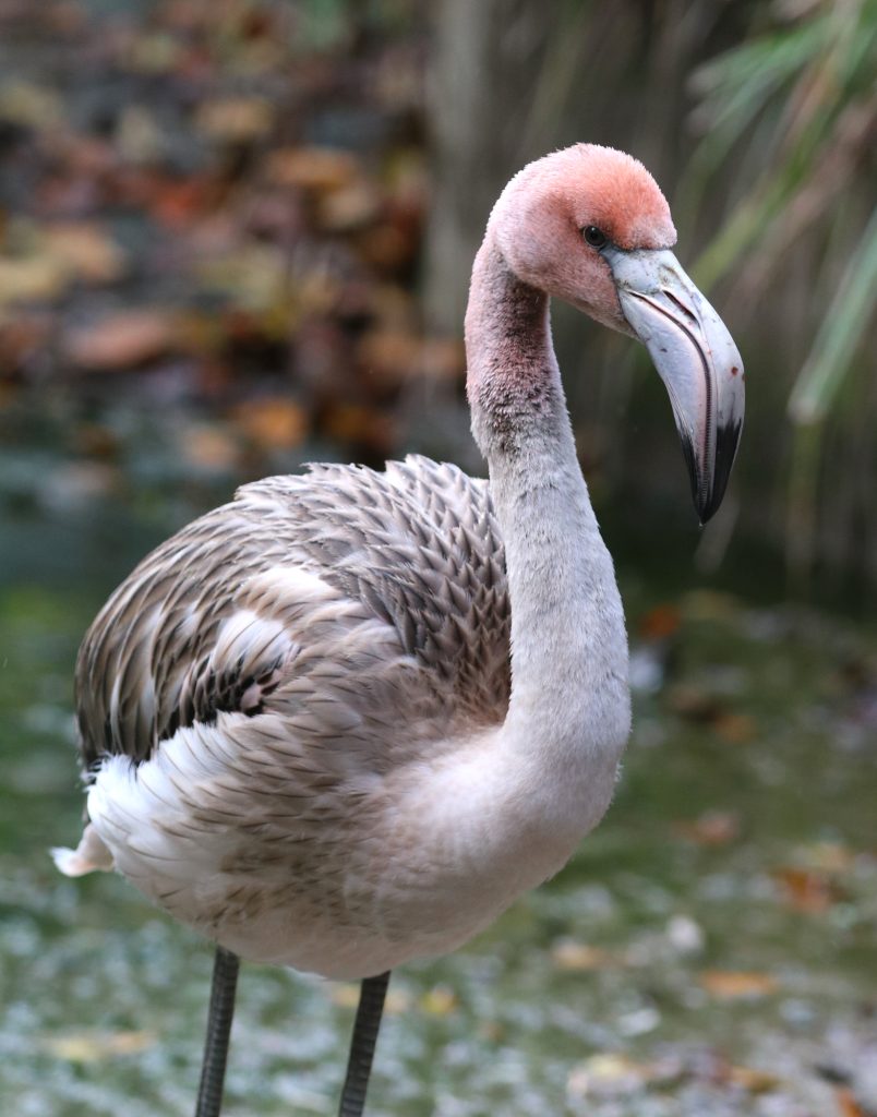 Frankie the flamingo at 4 months old