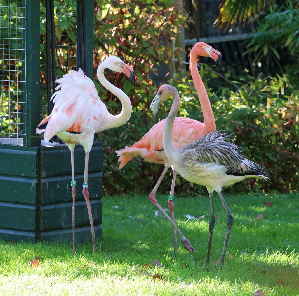 Flamingo family photograph