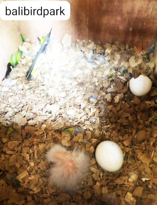 First Mitchell's Lorikeet chicks at Bali Bird Park September 25