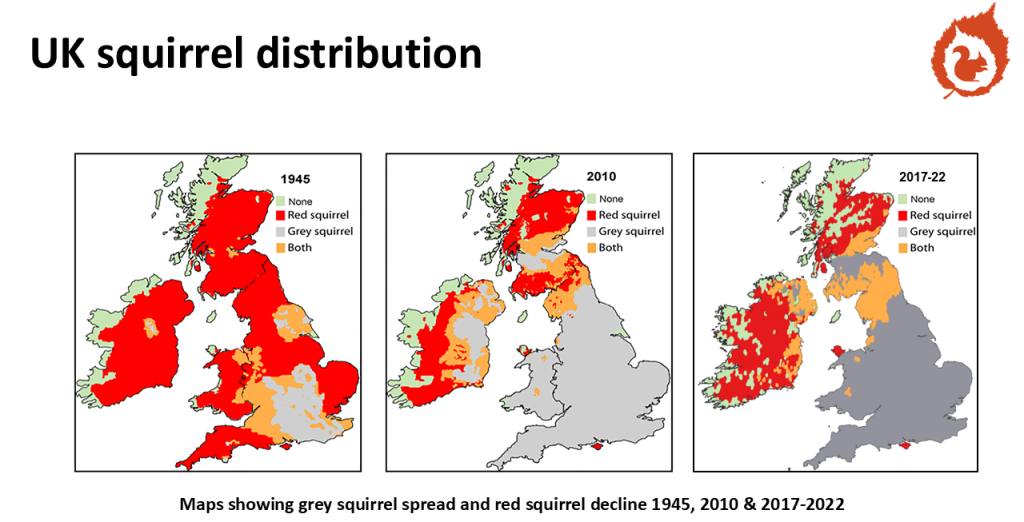 UK Squirrel Distribution