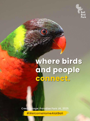 Mitchell's Lorikeet - Bali