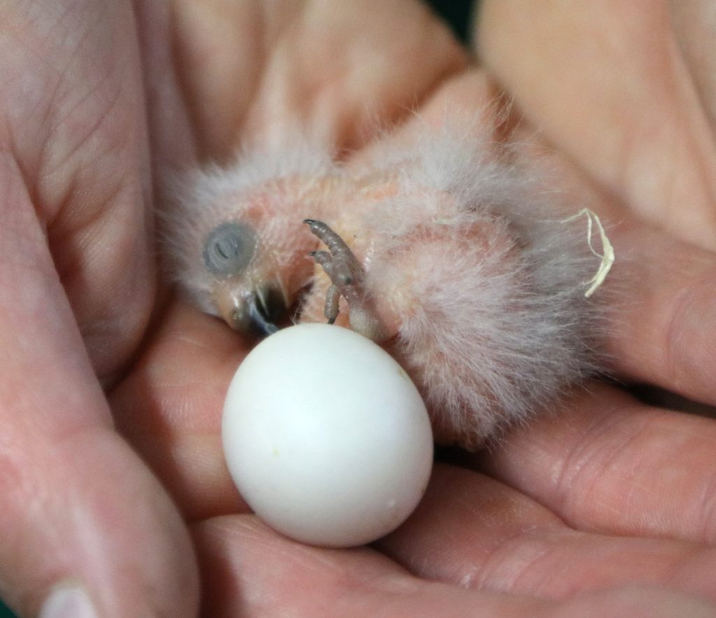 Mitchell's Lorikeet Chick Paradise Park in Cornwall